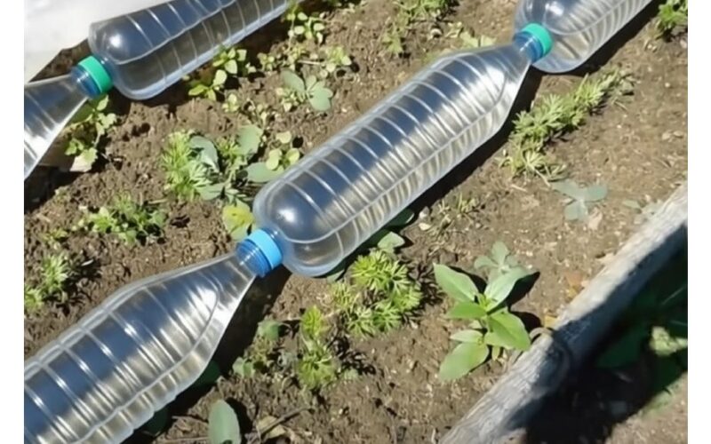 šiltnamio dirvos šildymas buteliais