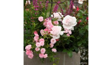 balta rožinė rožė elegancija