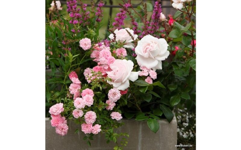 balta rožinė rožė elegancija