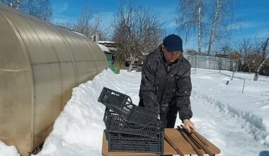 išmintinga fėja man išmokė