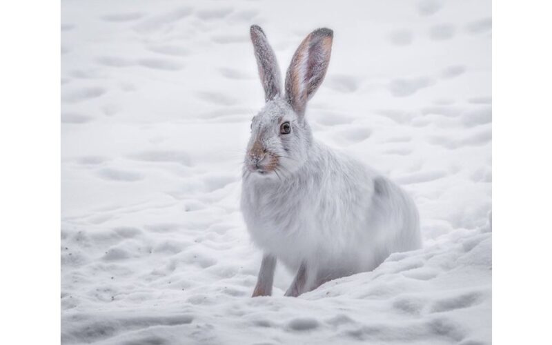 apvyniojami medžiai atbaido triušius