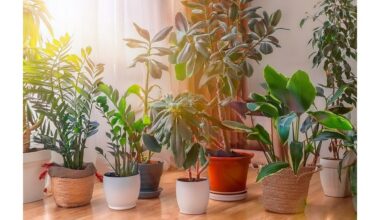 visus metus žydinčios kvapnios kambarinės gėlės