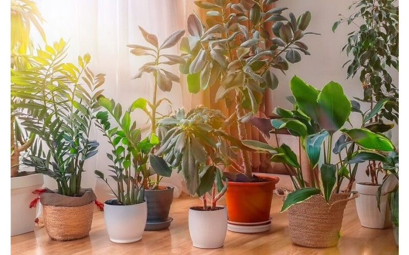 visus metus žydinčios kvapnios kambarinės gėlės