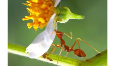 15 gramų pakelis gelbsti obelį