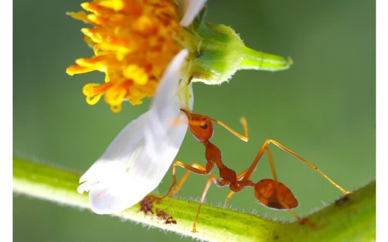 15 gramų pakelis gelbsti obelį