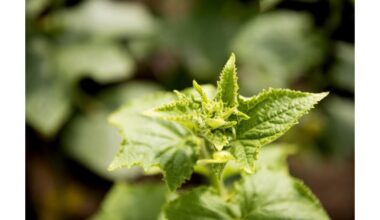 augalas turtingesnis už pieną