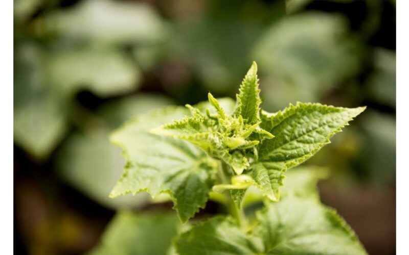 augalas turtingesnis už pieną