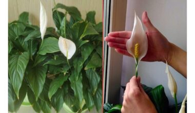 arbatinis šaukštelis dirvos