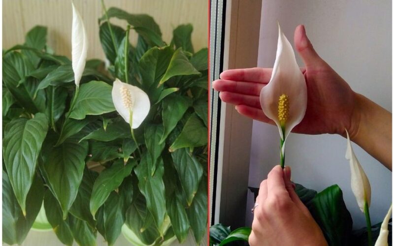 arbatinis šaukštelis dirvos