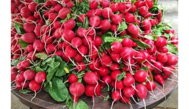 pridėkite baltąjį auksą sodinant