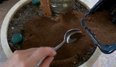 įdeda arbatinį šaukštelį į sėklas