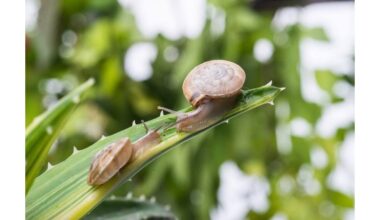 po lietaus sodinuko sraigių atgrasymas