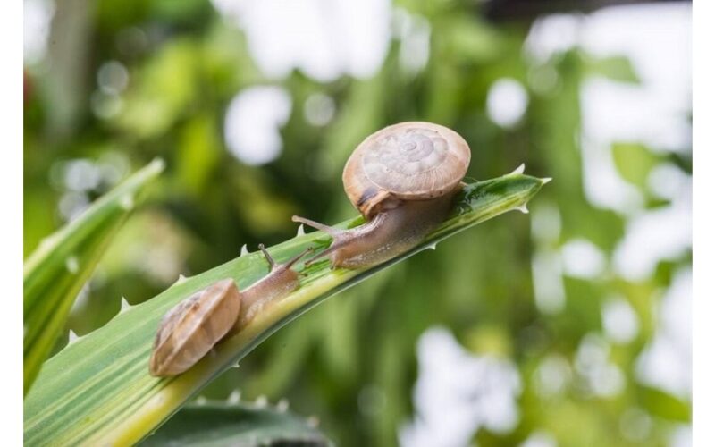 po lietaus sodinuko sraigių atgrasymas