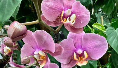 po dešimties metų šviesiai rudas rūgšties dangtelis