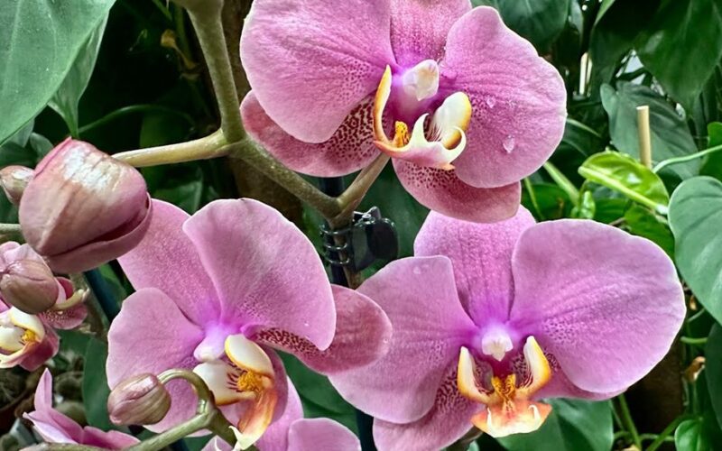 po dešimties metų šviesiai rudas rūgšties dangtelis