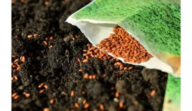 visada sėklos lobis