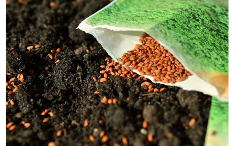 visada sėklos lobis