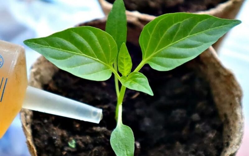 visada sudyginkite pipirų daigus