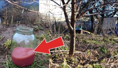 sode užaugintos avietės derlius 150 kg