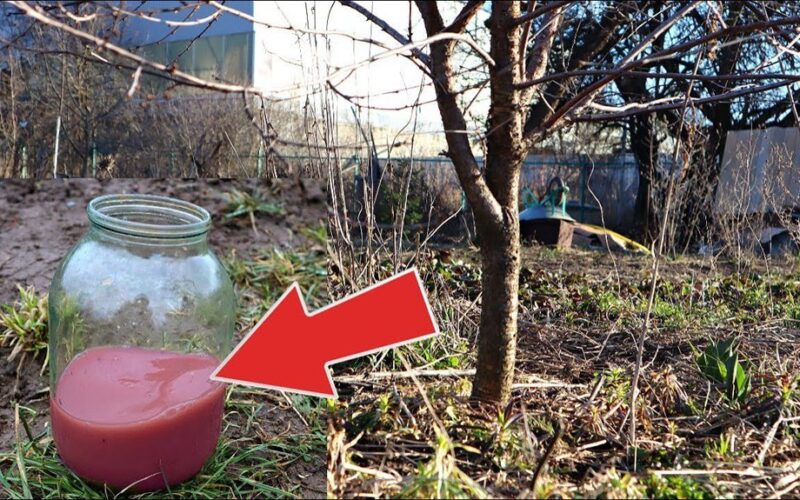 sode užaugintos avietės derlius 150 kg