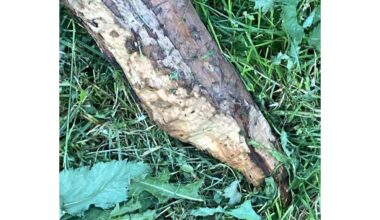 bebrai gadina miesto sodą