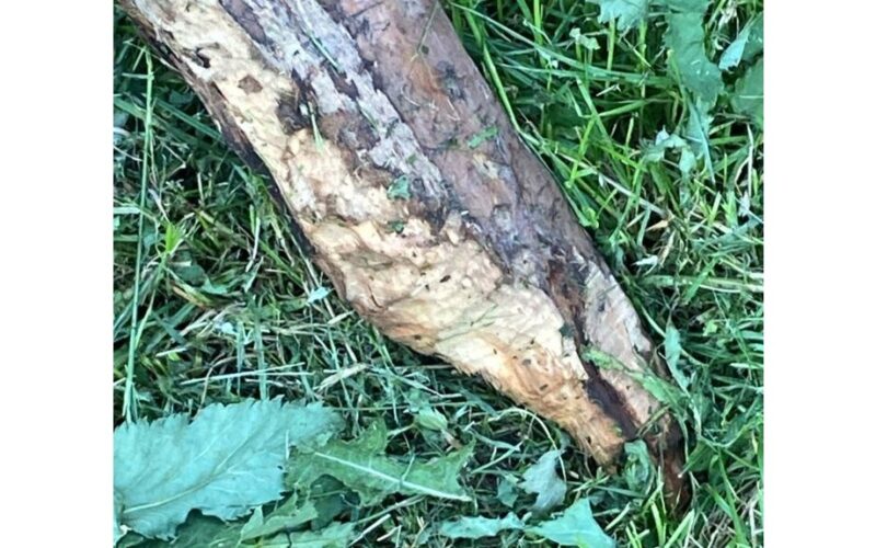 bebrai gadina miesto sodą