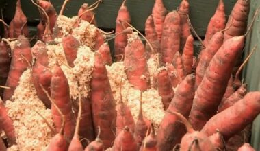 burokas užaugo kreivas paaiškinta