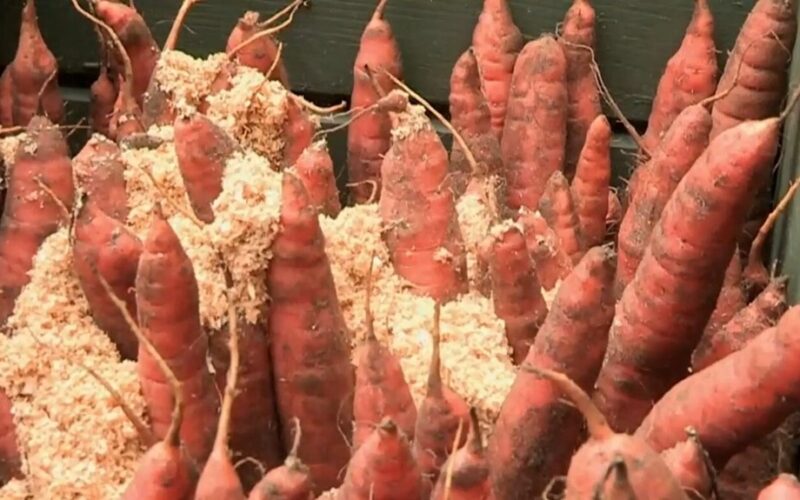 burokas užaugo kreivas paaiškinta