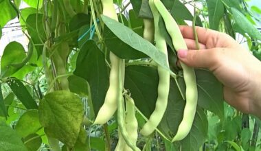 geriausios dienos pasodinti pupeles