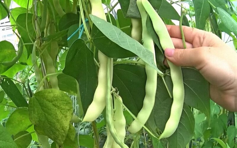 geriausios dienos pasodinti pupeles