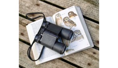 paukščių stebėjimas lėtina smegenų senėjimą