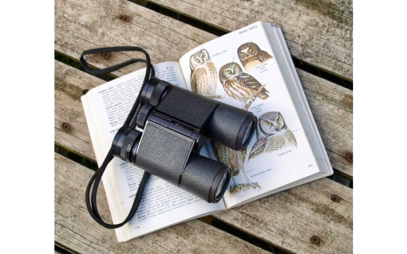 paukščių stebėjimas lėtina smegenų senėjimą