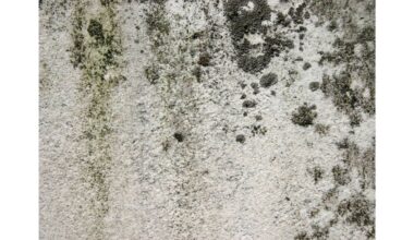 juodmargė pelėsis, dengiantis vonios plyteles