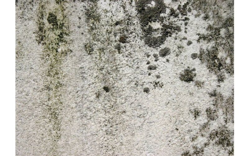 juodmargė pelėsis, dengiantis vonios plyteles