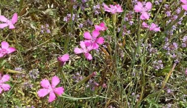 žydi kaip Tuniso žolė