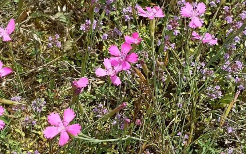 žydi kaip Tuniso žolė