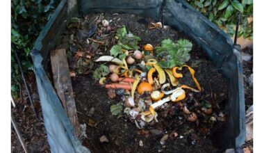 virti grikiai komposto pradžiamokslis