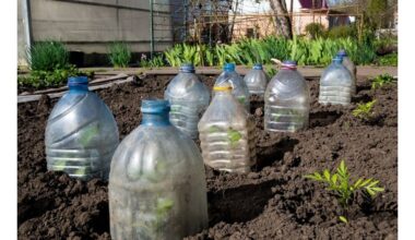 butelis pagamintas šaltį saugančia kepure