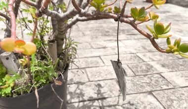 nupirkau avrora plėvelė perdirbta įsilaužimas