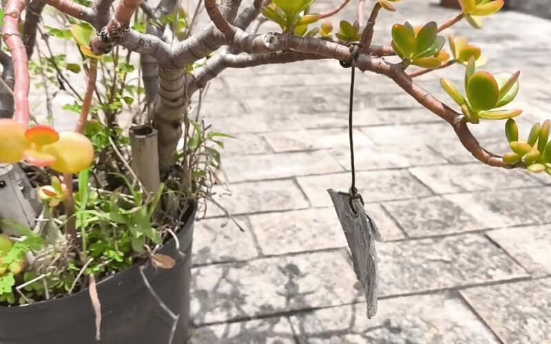 nupirkau avrora plėvelė perdirbta įsilaužimas