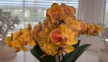 nupirkau vieną ampulę orchidėjų žydėjimui