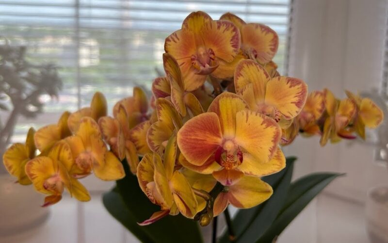 nupirkau vieną ampulę orchidėjų žydėjimui