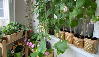 gausingas ištisus metus balkono sodas