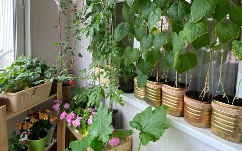 gausingas ištisus metus balkono sodas