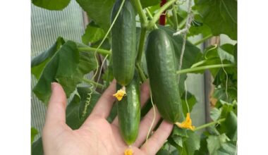 duonos sudrėkintas kompostas skatina agurkus