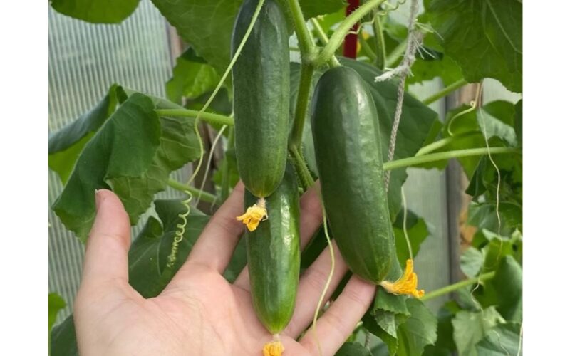 duonos sudrėkintas kompostas skatina agurkus