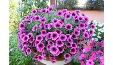 lūžusi taisyklė gerina daigų kokybę