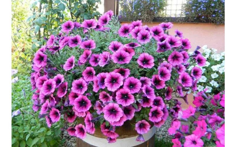 lūžusi taisyklė gerina daigų kokybę