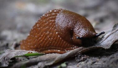 sudegę sraigės nepasiliečia skristi