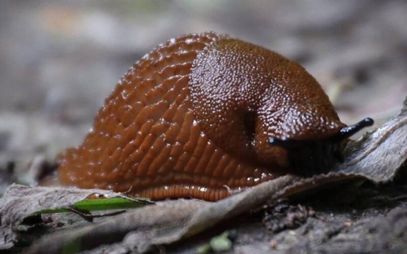 sudegę sraigės nepasiliečia skristi